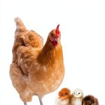 Cool Springs Press Bird Care Kindle Guide to Avian Health-0