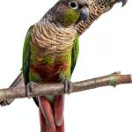 Bird Care Guide: Nutrition & Health Tips for Pet Birds Kindle-0