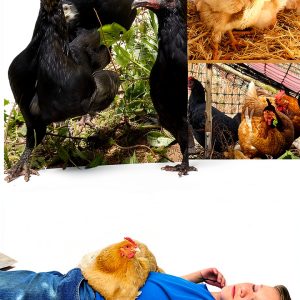 Permaculture Chicken Guide by Wetknee Books Kindle eBook 76‑Page-0