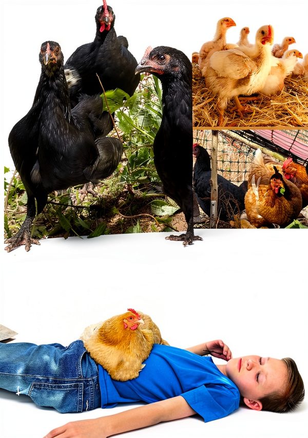 Permaculture Chicken Guide by Wetknee Books Kindle eBook 76‑Page-0