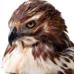 Falconer's Apprentice Book 1 – EagleWing Kindle eBook 3rd Edition-0